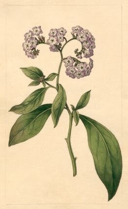 Botanical plate: heliotrope (Heliotropium)