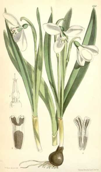 Botanical plate: snowdrop (Galanthus)