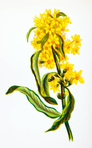 Botanical plate: golden rod (Solidago)