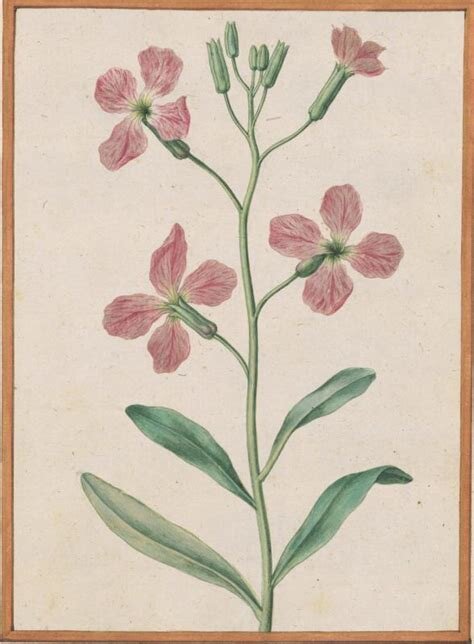 Botanical plate: stock (Matthiola incana)