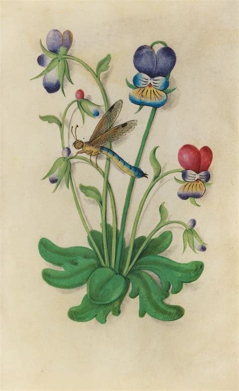 Botanical plate: wild pansy (Viola tricolor)