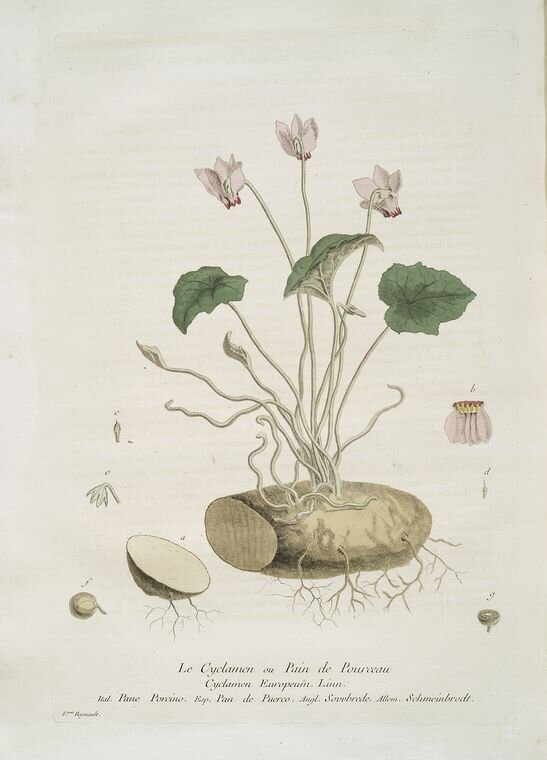 Botanical plate: cyclamen (Cyclamen europaeum)