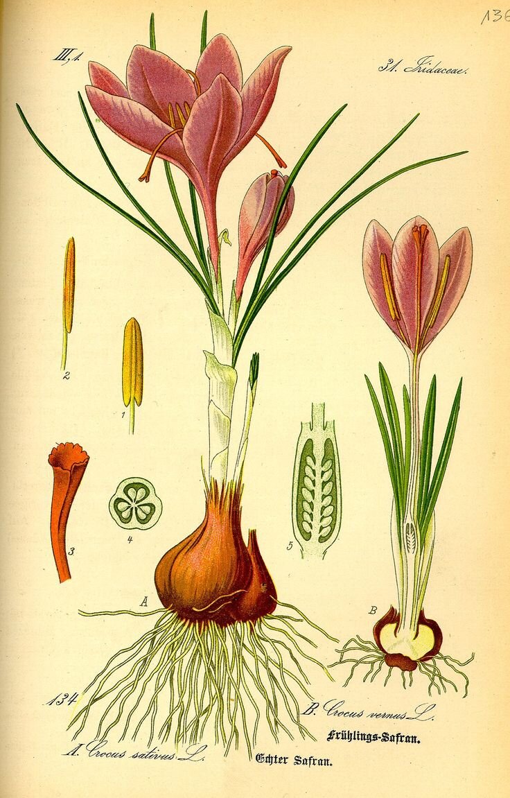 Botanical plate: crocus (Crocus vernus)