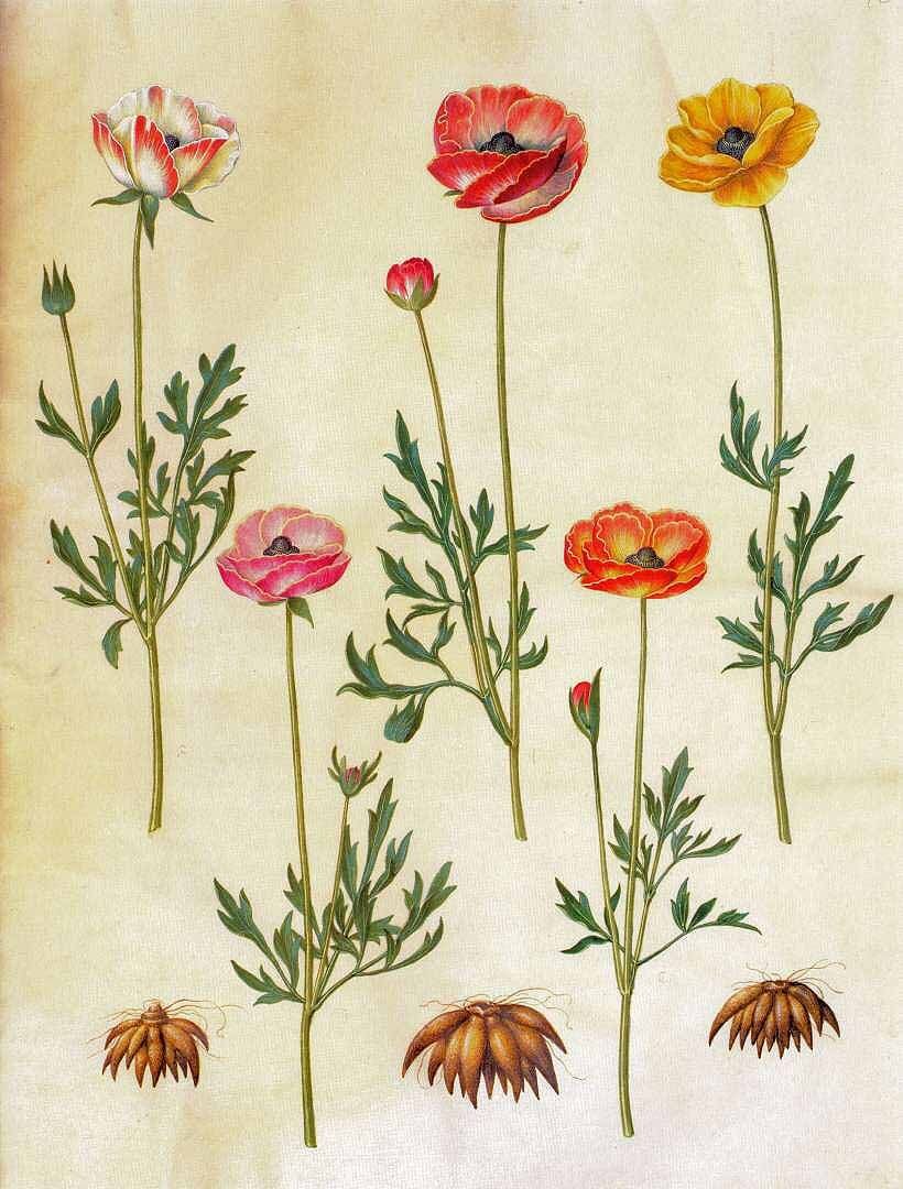 Botanical plate: ranunculus (Ranunculus asiaticus)