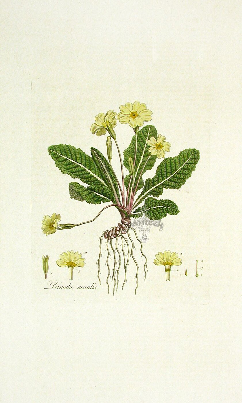 Botanical plate: primrose (Primula vulgaris)